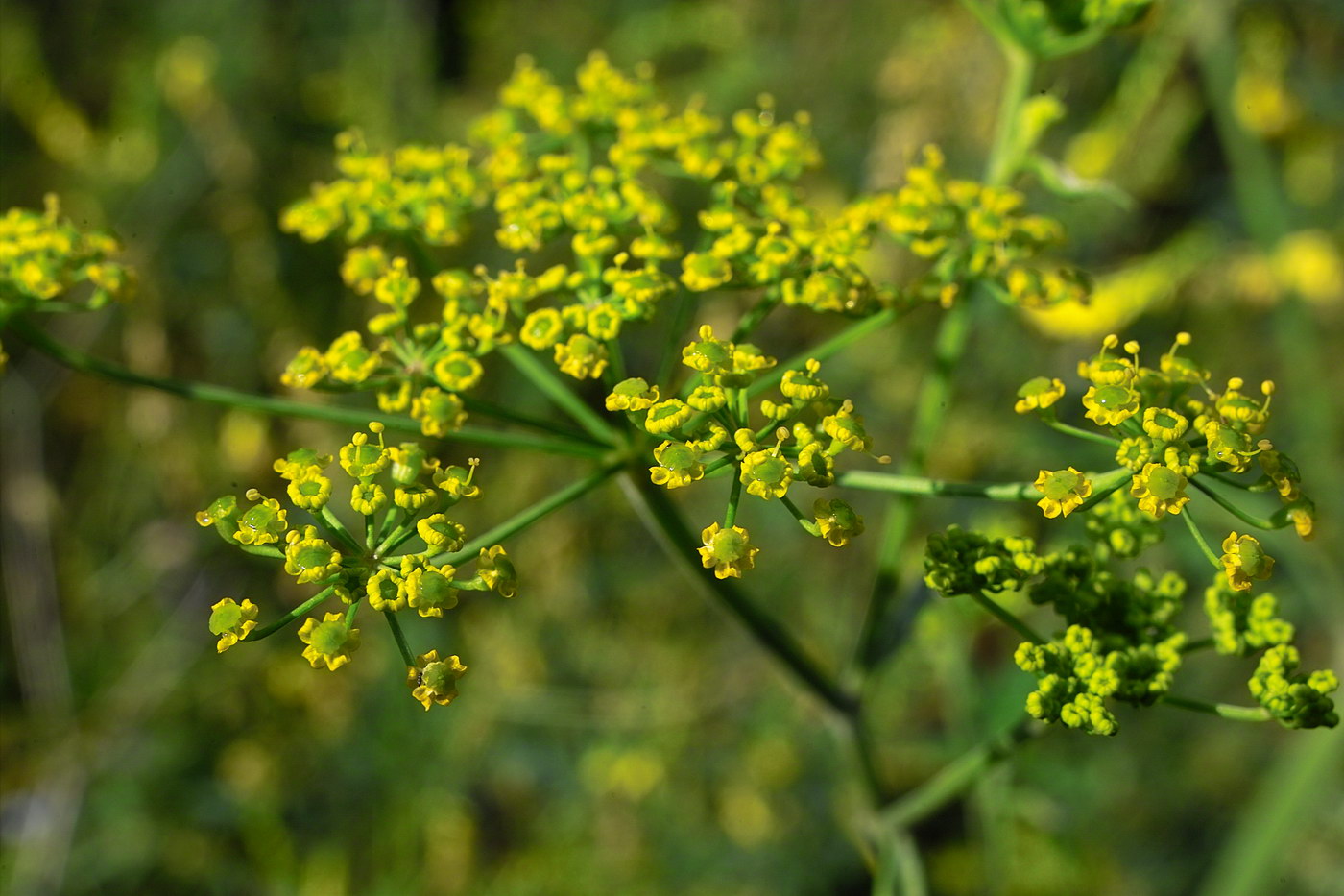 Изображение особи Pastinaca sylvestris.