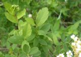 Spiraea media
