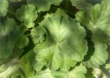 Pelargonium hortorum