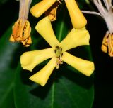 Hymenosporum flavum