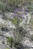 Campanula sibirica