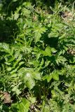Serratula coronata. Молодое растение. Татарстан, Нижнекамский р-н, окр. дер. Благодатная, лесостепной участок с чередованием степи и перелесков с преобладанием дуба, открытый участок. 5 июня 2016 г.