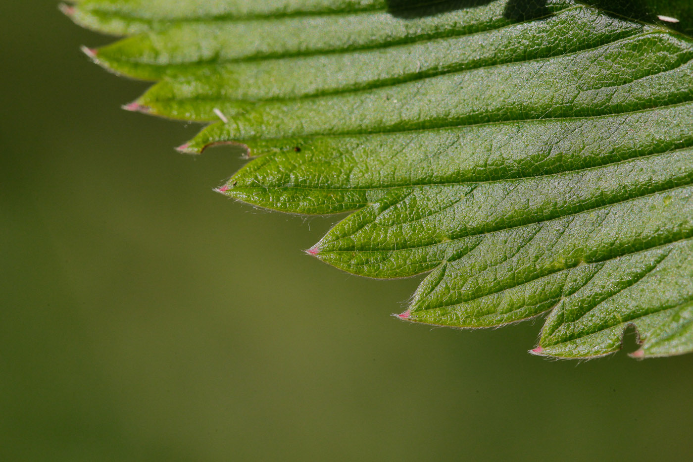 Image of Fragaria campestris specimen.