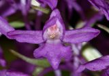 Gymnadenia conopsea