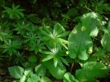 Galium odoratum