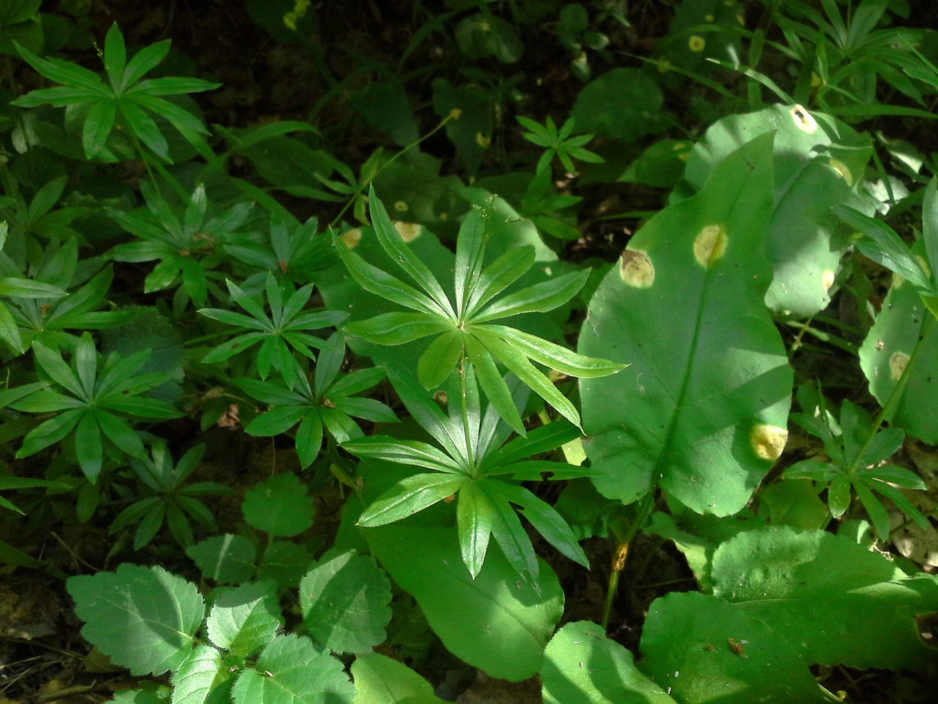 Image of Galium odoratum specimen.