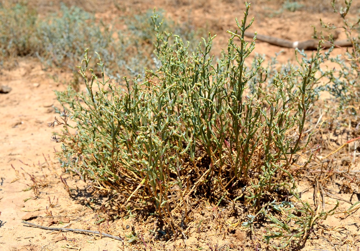 Image of Anabasis salsa specimen.