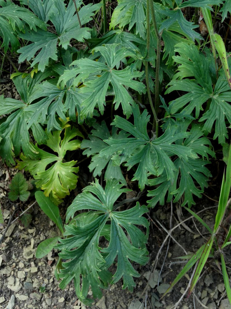 Изображение особи Aconitum kirinense.