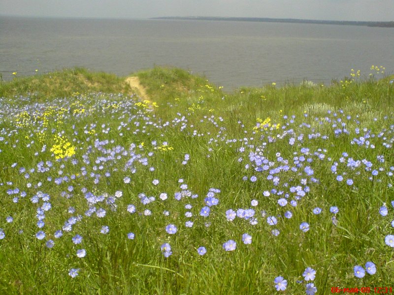 Image of Linum austriacum specimen.