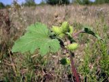 Xanthium orientale