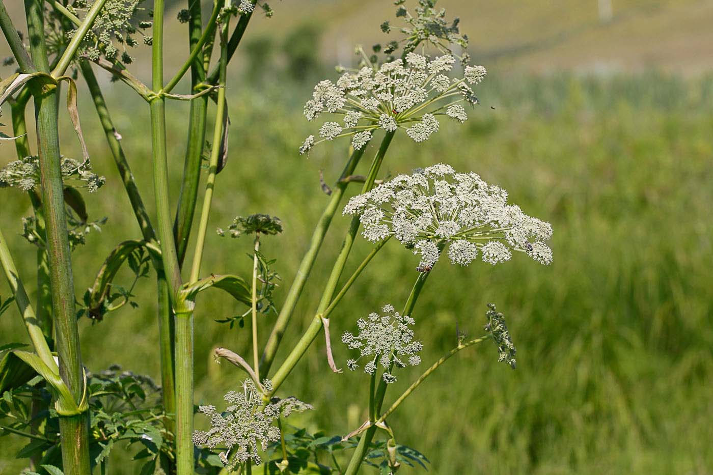 Изображение особи Angelica sylvestris.