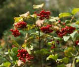 Viburnum opulus. Верхушки побегов с соплодиями с созревшими плодами. Московская обл., Раменский р-н, окр. дер. Хрипань, садовый участок. 31.08.2016.