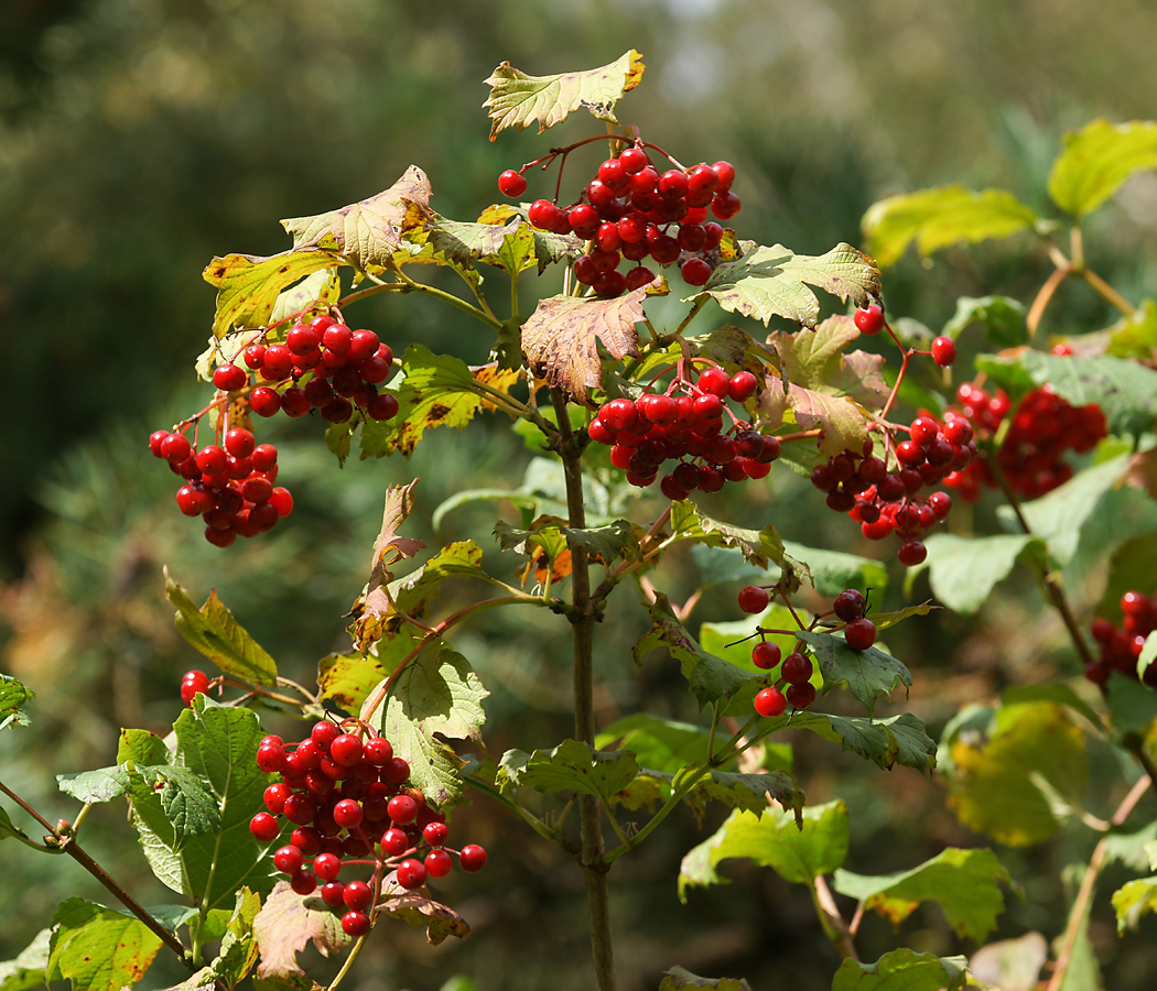 Изображение особи Viburnum opulus.