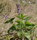 Salvia verticillata