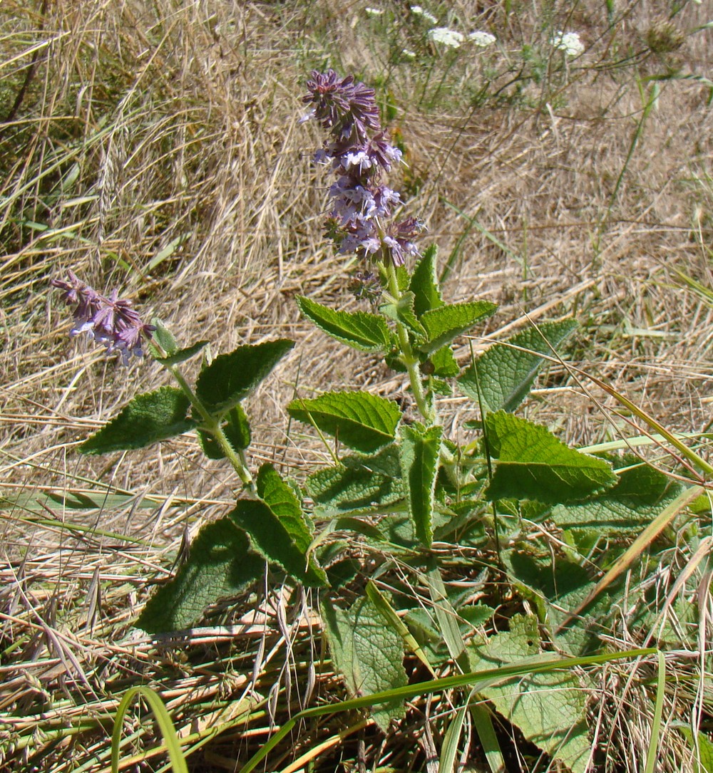 Изображение особи Salvia verticillata.