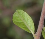 Rhamnus lycioides