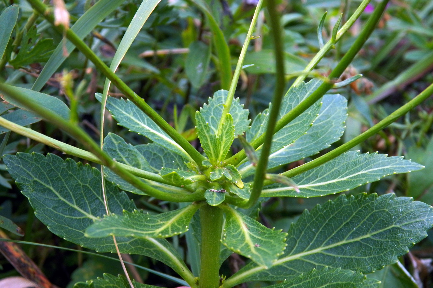 Изображение особи Adenophora verticillata.