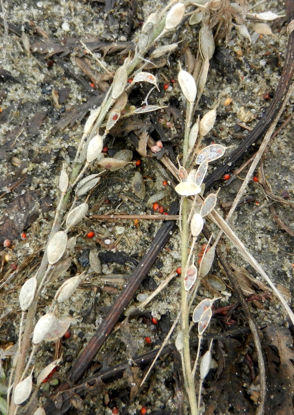 Image of Berteroa incana specimen.