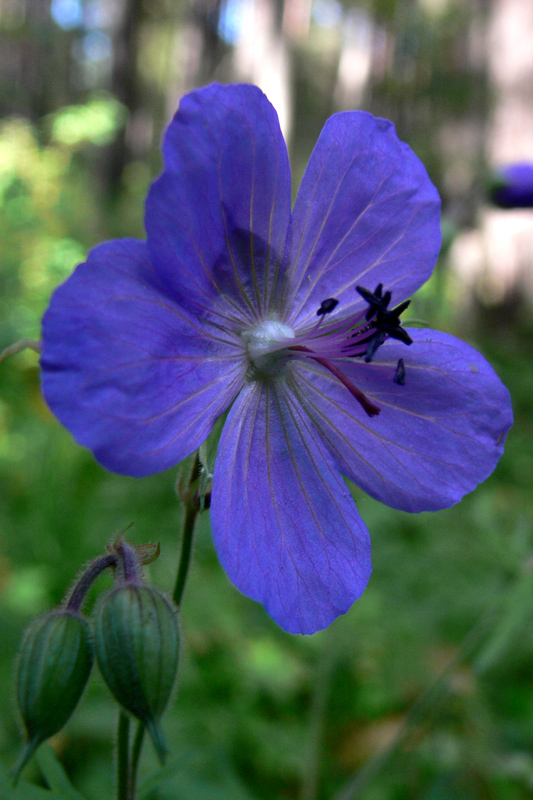 Image of Geranium pratense specimen.