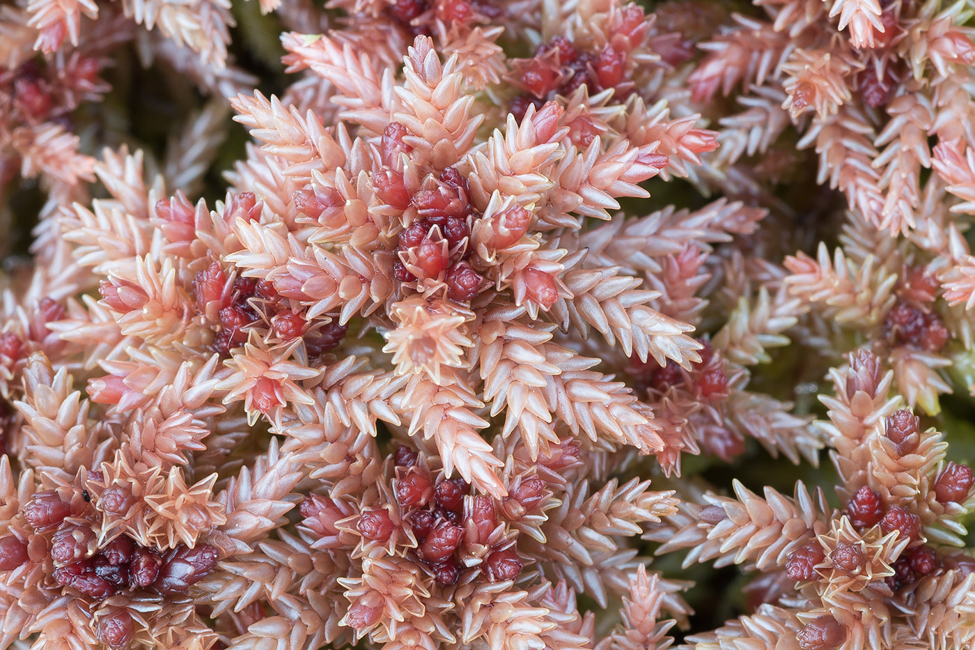 Image of Sphagnum divinum specimen.