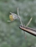 Artemisia schmidtiana