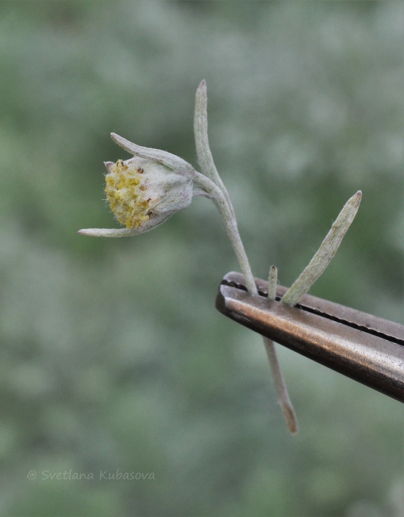 Image of Artemisia schmidtiana specimen.