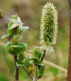 Salix lanata