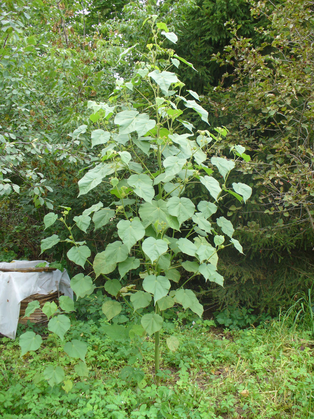 Изображение особи Abutilon theophrasti.