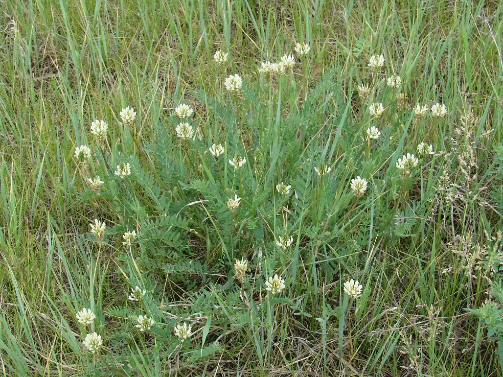 Image of Astragalus inopinatus specimen.