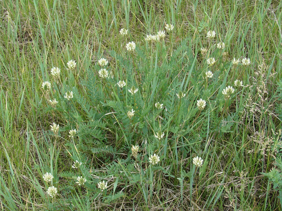 Изображение особи Astragalus inopinatus.