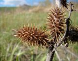 Xanthium orientale