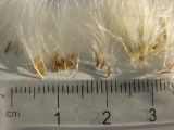 Tussilago farfara