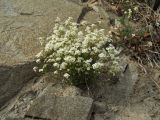 Draba ussuriensis. Цветущие растения на скале. Магаданская обл., окр. Магадана, бухта Нагаева. 16.06.2016.