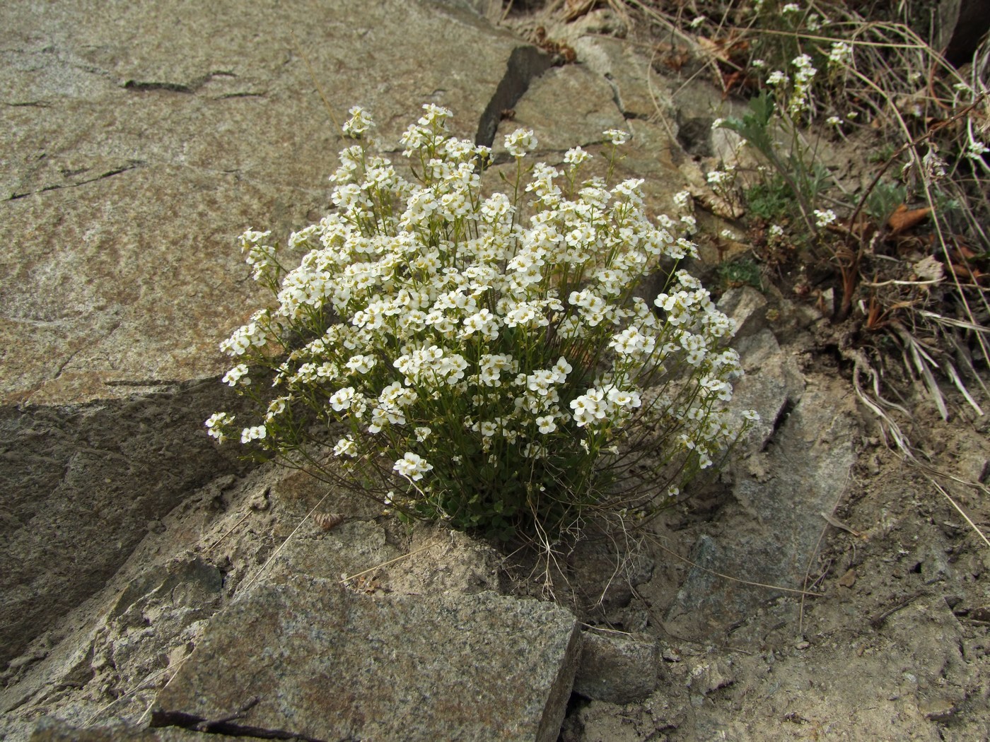 Image of Draba ussuriensis specimen.