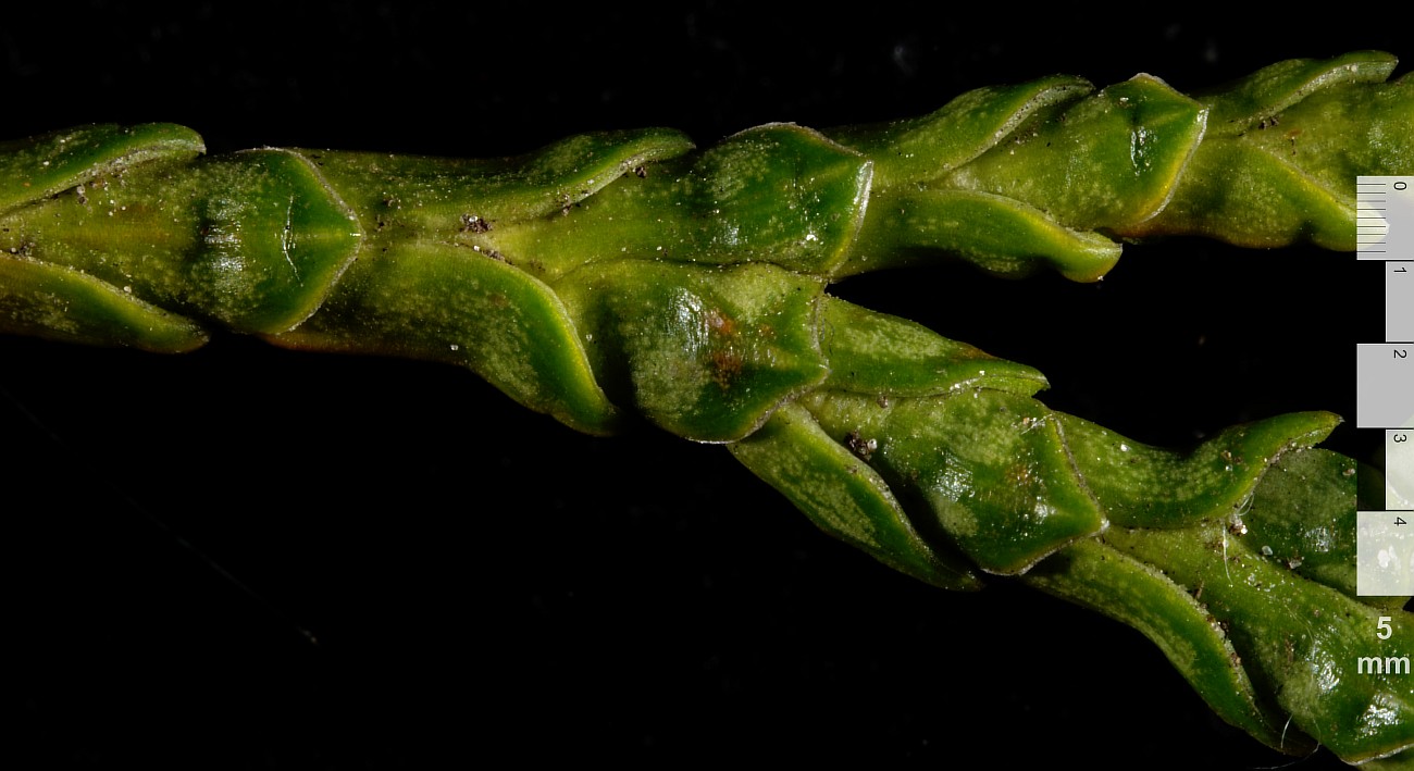 Image of Thuja standishii specimen.