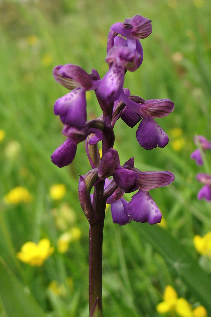 Изображение особи Anacamptis morio.