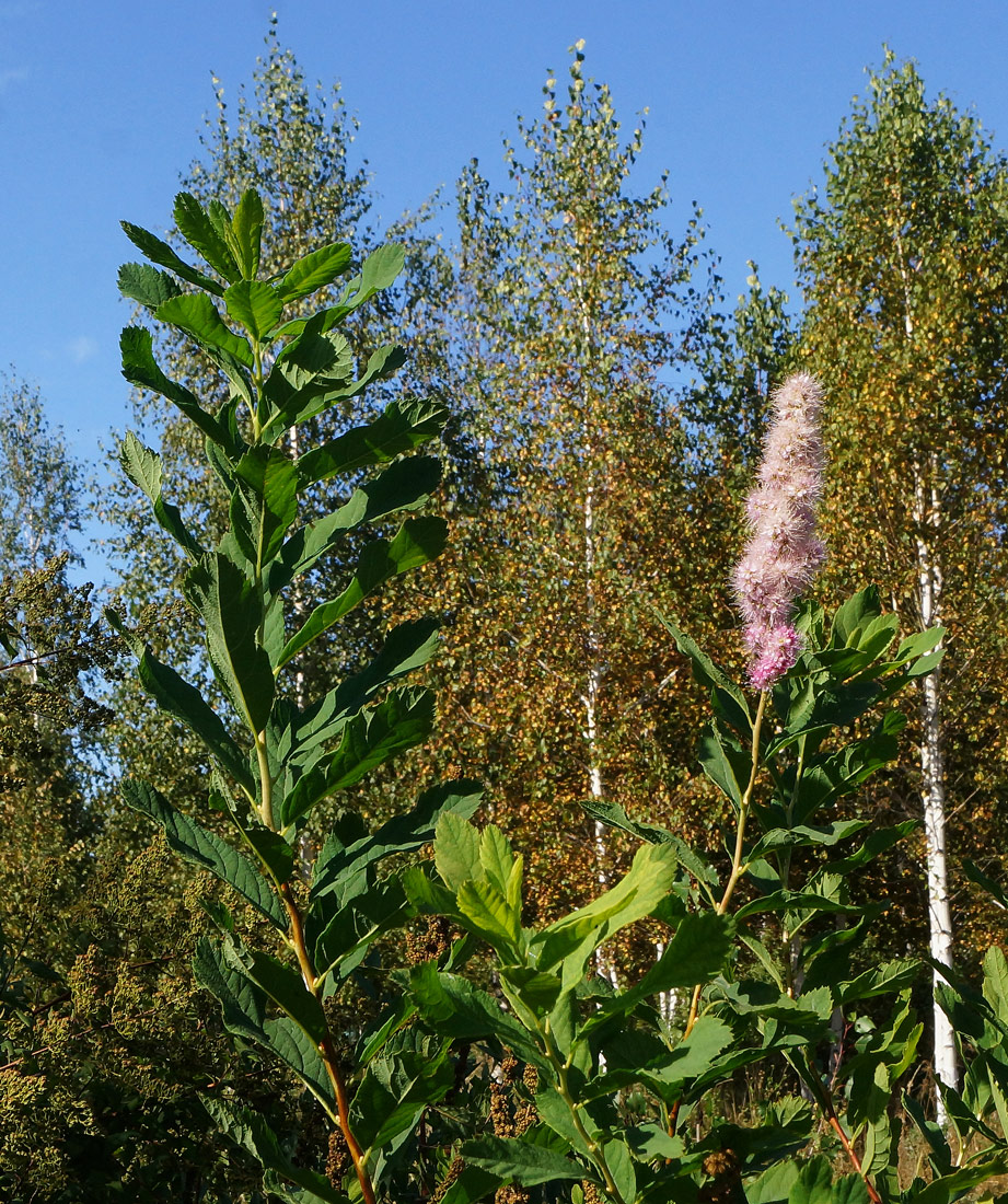 Изображение особи род Spiraea.