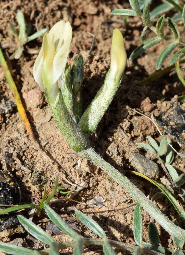 Изображение особи Astragalus bossuensis.