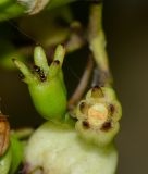 Scaevola taccada
