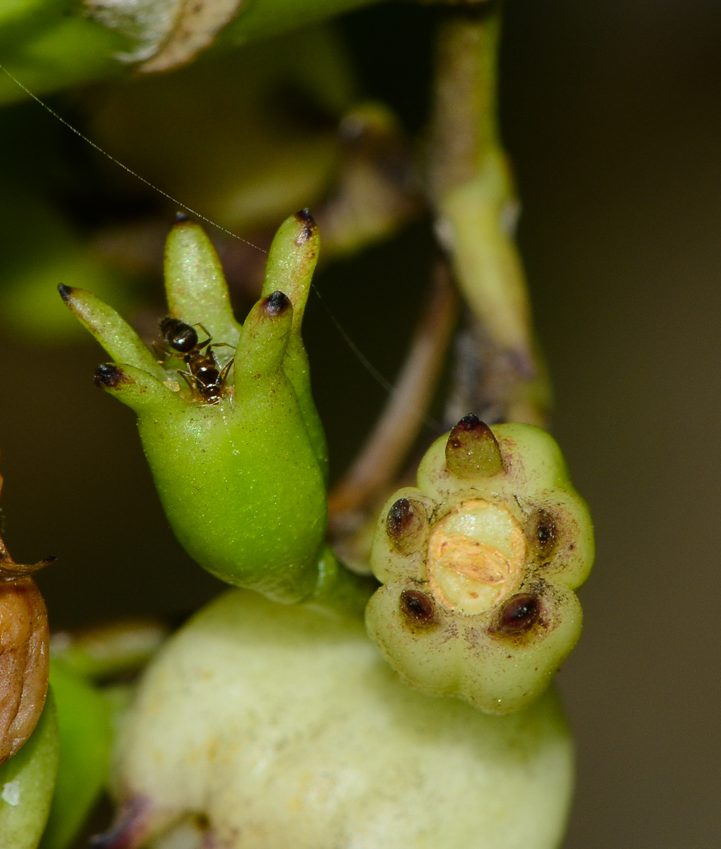 Image of Scaevola taccada specimen.