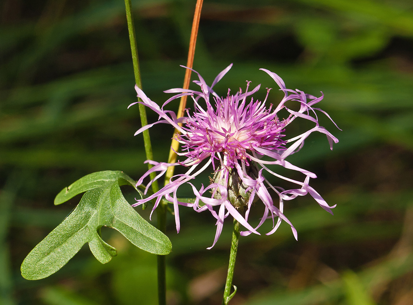 Изображение особи Centaurea scabiosa.