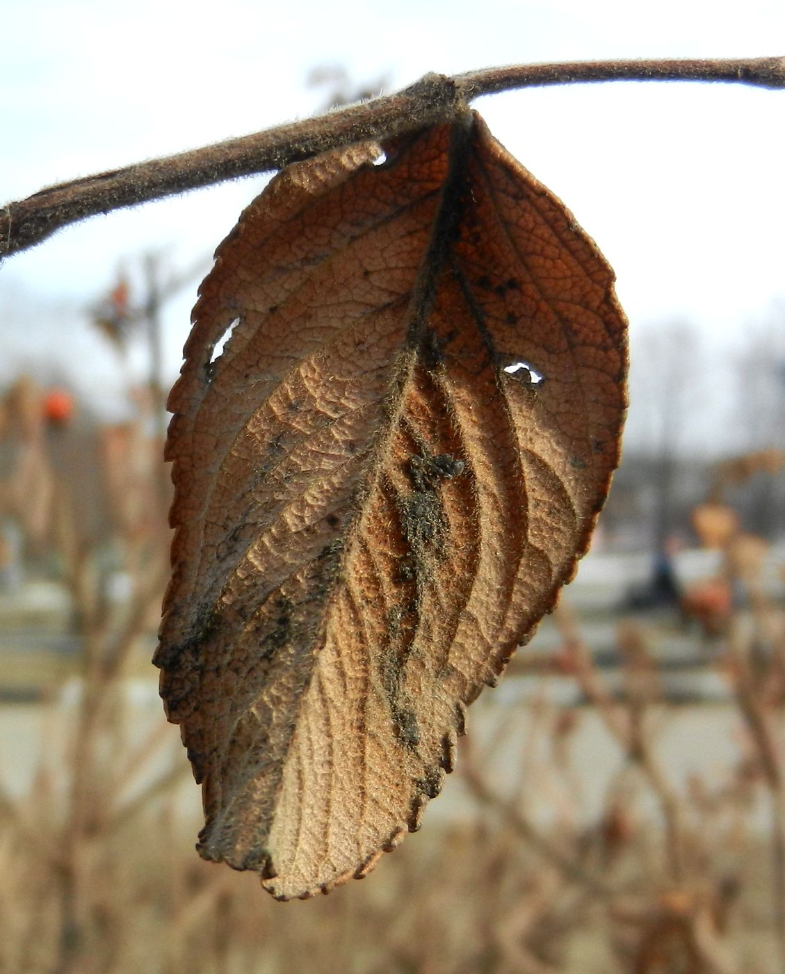Image of Rosa rugosa specimen.