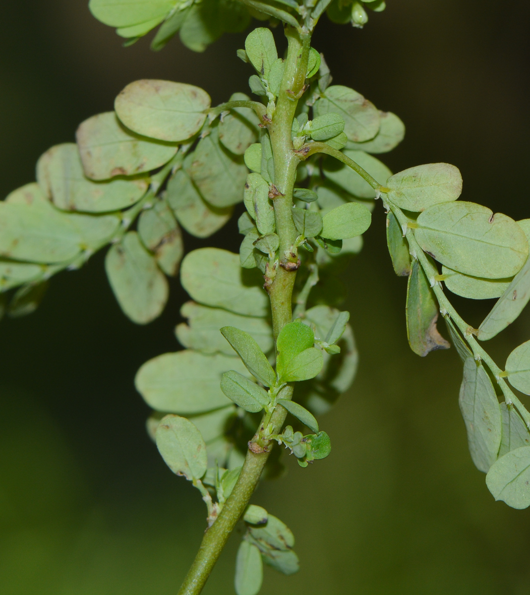 Изображение особи Phyllanthus amarus.