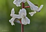 Corydalis cava. Цветки. Молдова, Страшенский р-н, с. Каприяна, свежая грабовая дубрава. 02.04.2017.