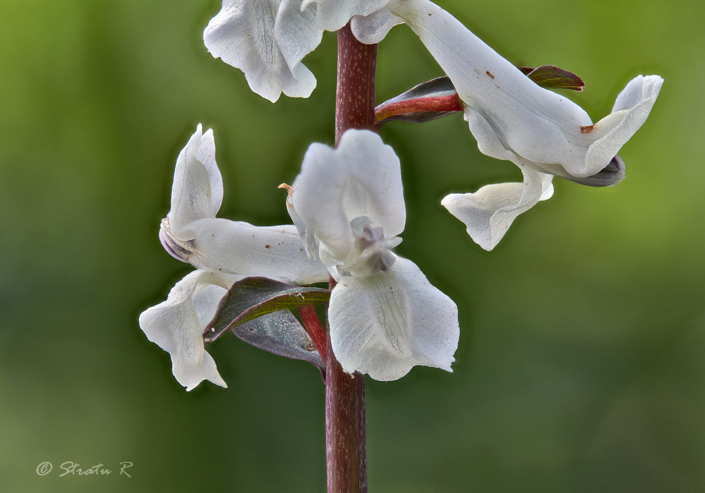 Image of Corydalis cava specimen.