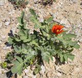 Glaucium corniculatum