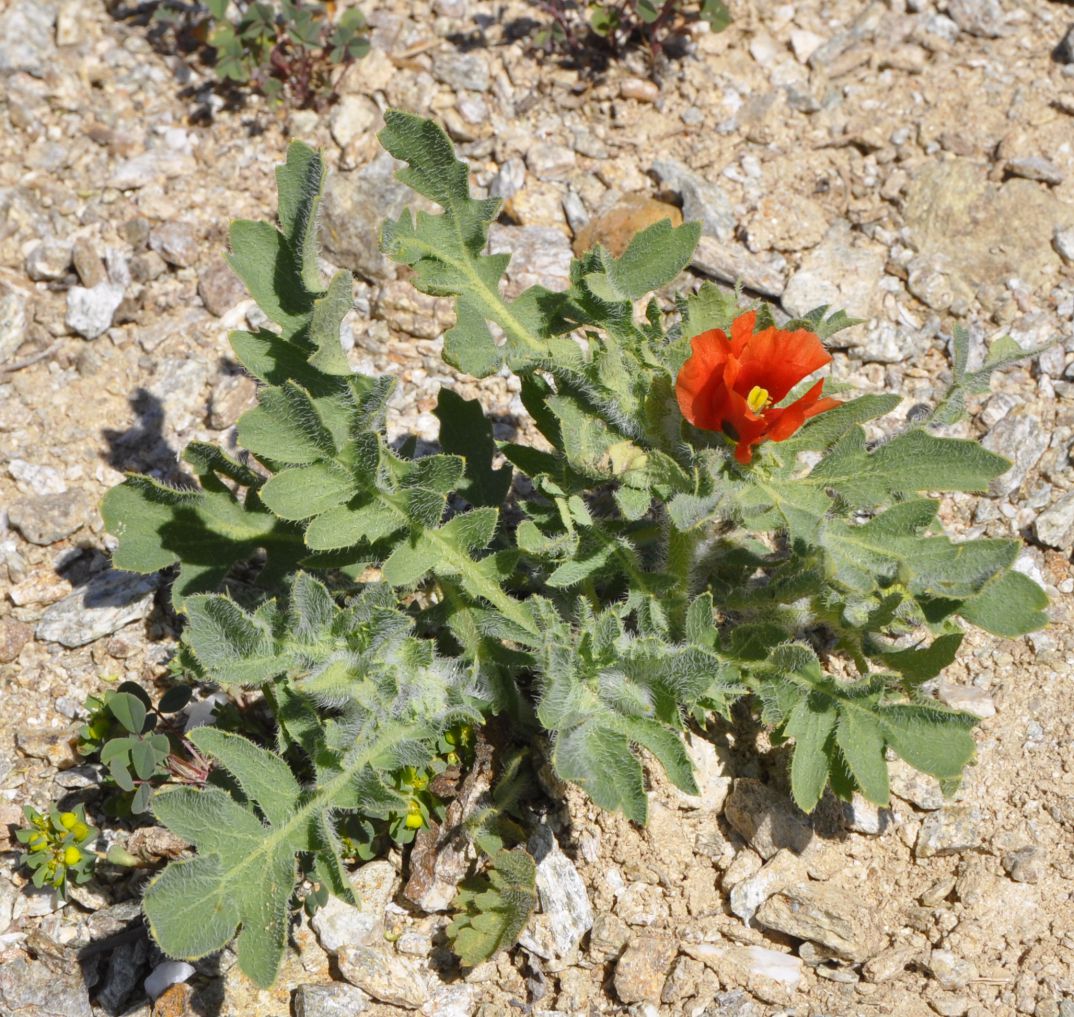 Изображение особи Glaucium corniculatum.