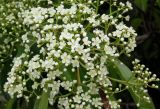 Photinia serratifolia