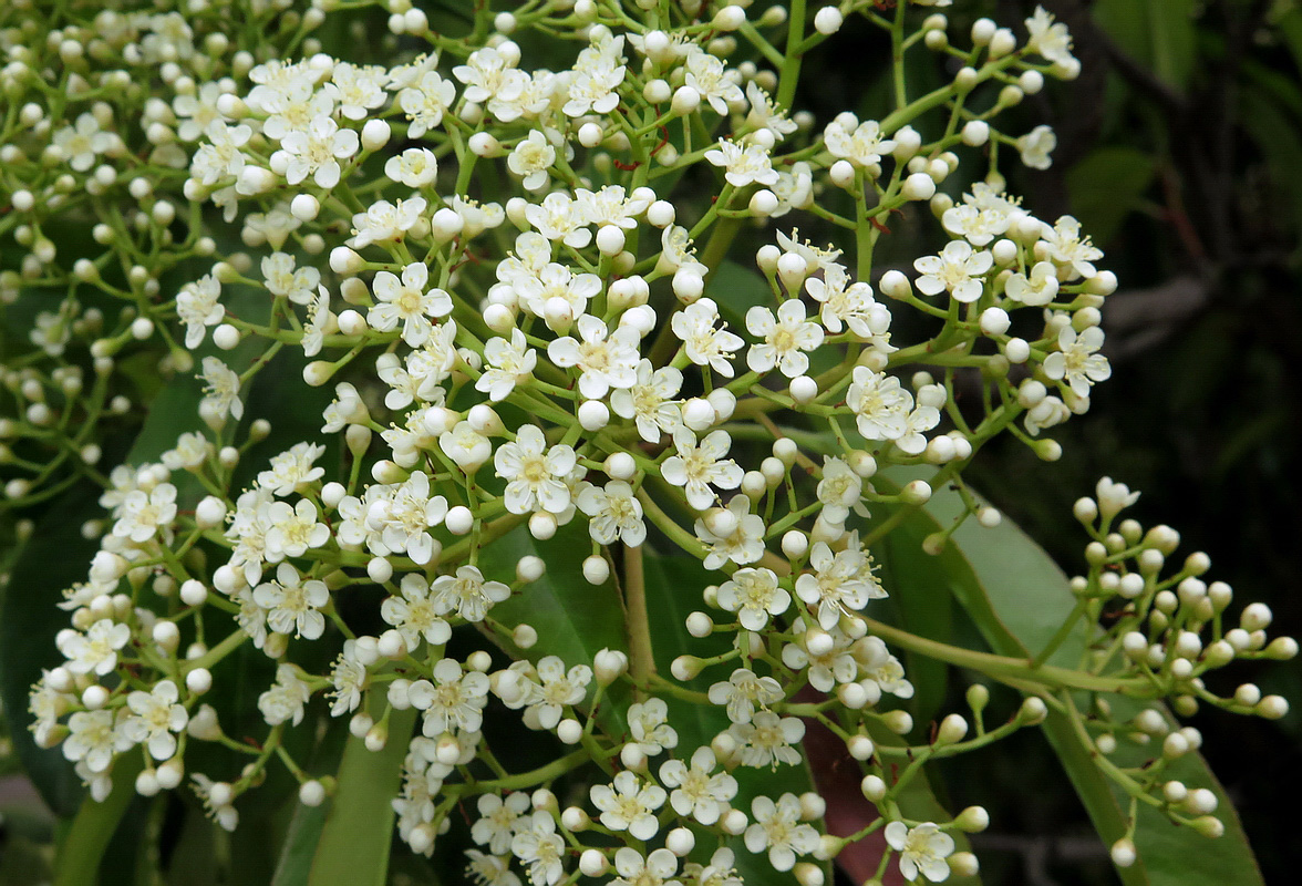 Image of Photinia serratifolia specimen.