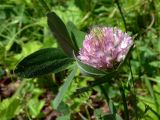 Trifolium pratense
